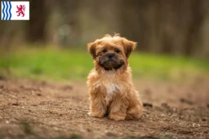 Mehr über den Artikel erfahren Shorkie Züchter und Welpen in Nouvelle-Aquitaine
