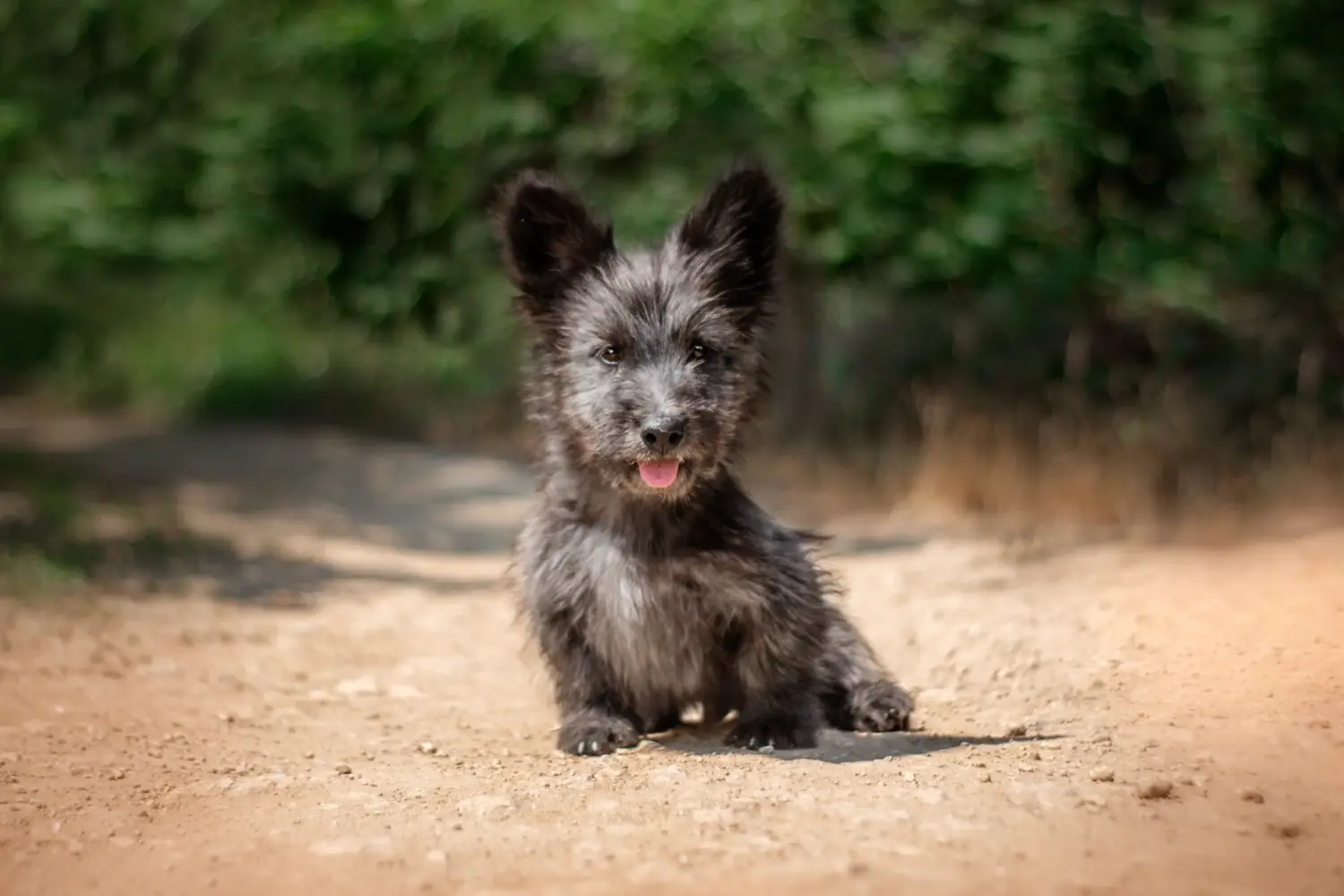 Einen Skye Terrier Welpen zu kaufen, bedeutet Verantwortung zu übernehmen! Skye Terrier Welpen kaufen.