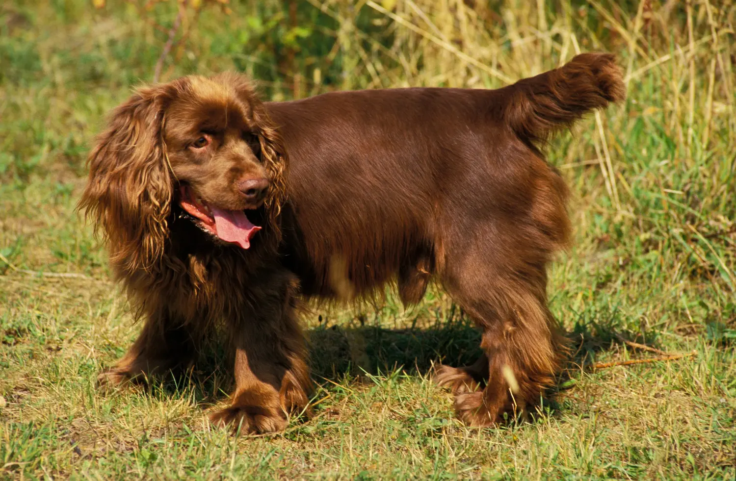 Einen Sussex-Spaniel Welpen zu kaufen, bedeutet Verantwortung zu übernehmen! Sussex-Spaniel Welpen kaufen.