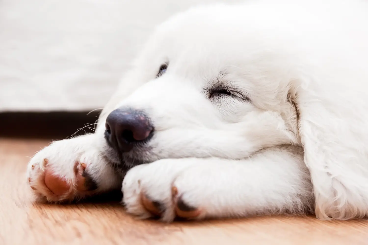 Einen Tatra-Schäferhund Welpen zu kaufen, bedeutet Verantwortung zu übernehmen! Tatra-Schäferhund Welpen kaufen.