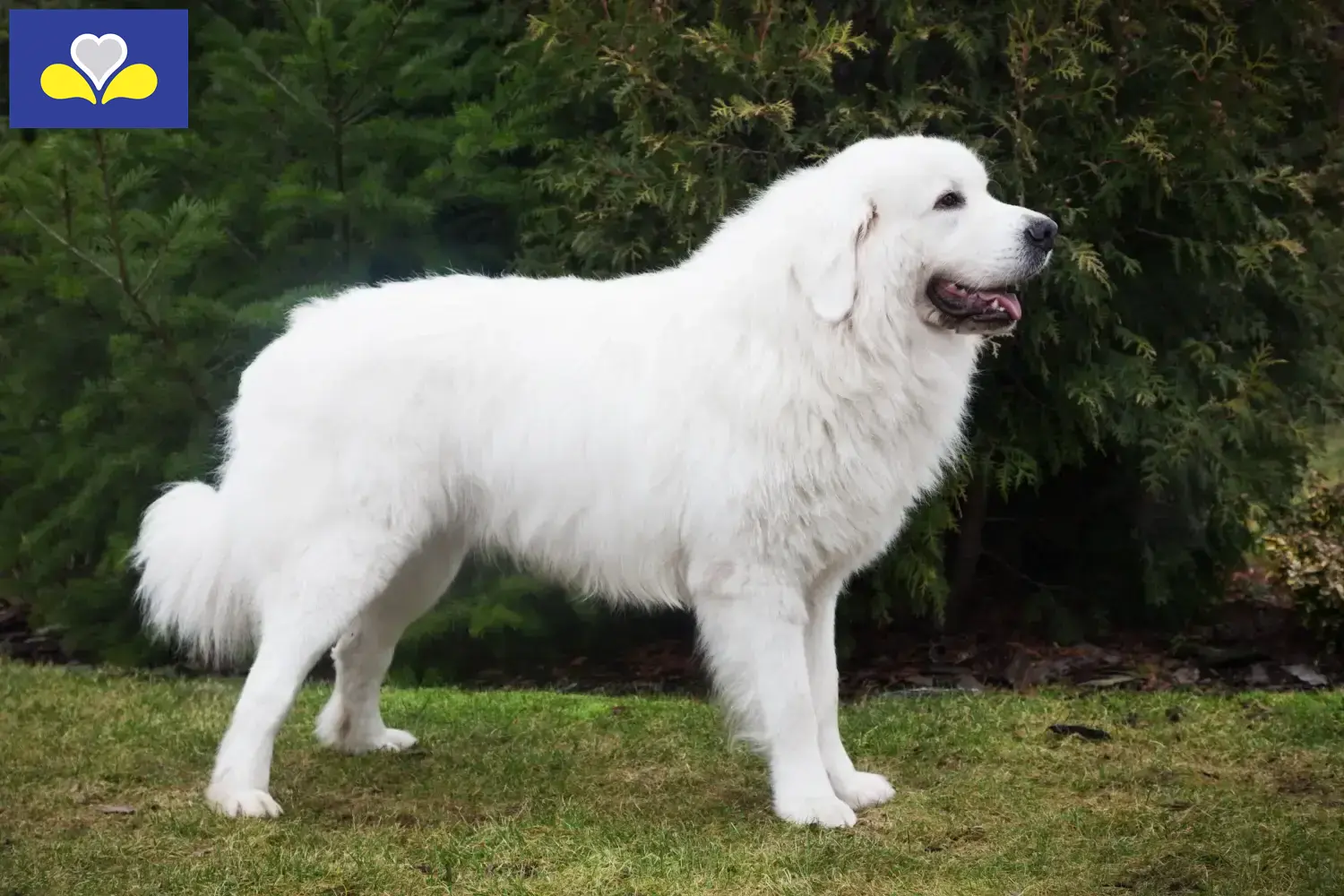 Tatra-Schäferhund Welpen und Züchter Region Brüssel-Hauptstadt Hier findest Du Tatra-Schäferhunde Züchter in Region Brüssel-Hauptstadt.