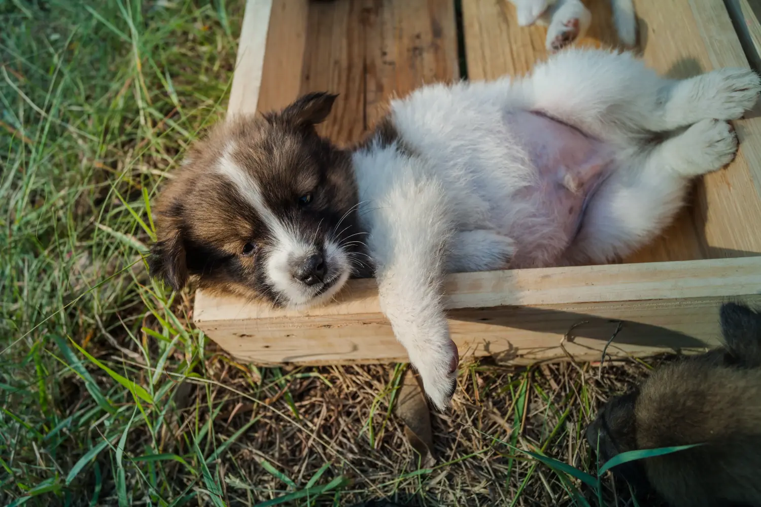 Einen Thai Bangkaew Dog Welpen zu kaufen, bedeutet Verantwortung zu übernehmen! Thai Bangkaew Dog Welpen kaufen.