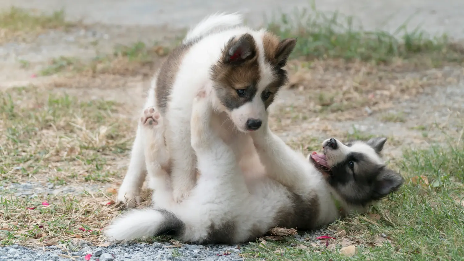 Einen Thai Bangkaew Dog Welpen zu kaufen, bedeutet Verantwortung zu übernehmen! Thai Bangkaew Dog Welpen kaufen.