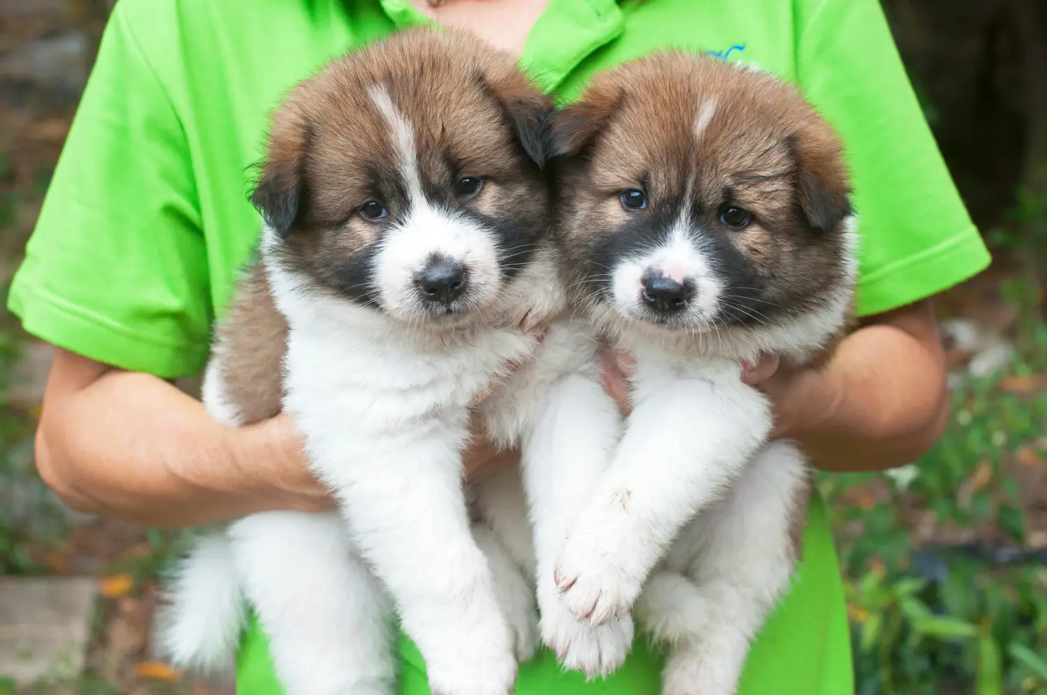 Einen Thai Bangkaew Dog Welpen zu kaufen, bedeutet Verantwortung zu übernehmen! Thai Bangkaew Dog Welpen kaufen.