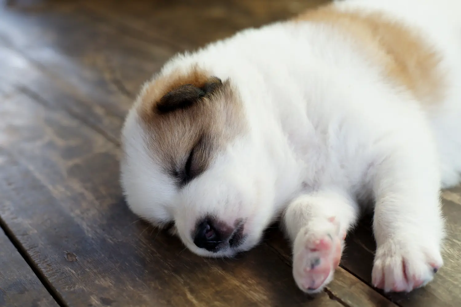 Einen Thai Bangkaew Dog Welpen zu kaufen, bedeutet Verantwortung zu übernehmen! Thai Bangkaew Dog Welpen kaufen.