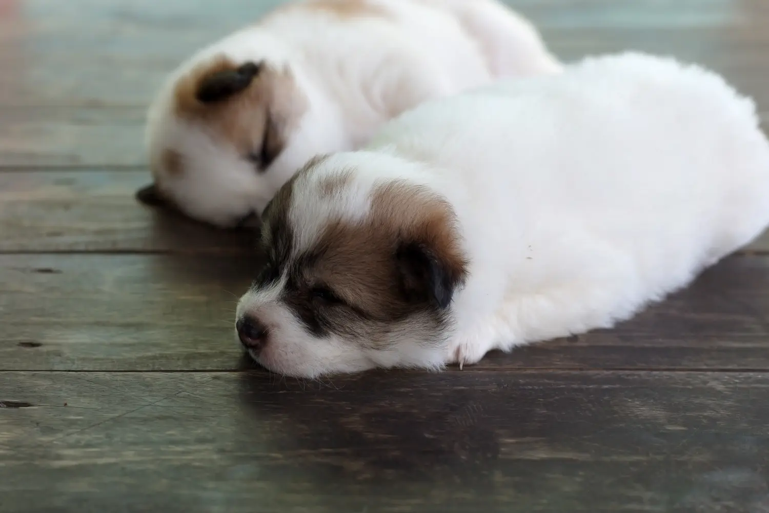 Einen Thai Bangkaew Dog Welpen zu kaufen, bedeutet Verantwortung zu übernehmen! Thai Bangkaew Dog Welpen kaufen.