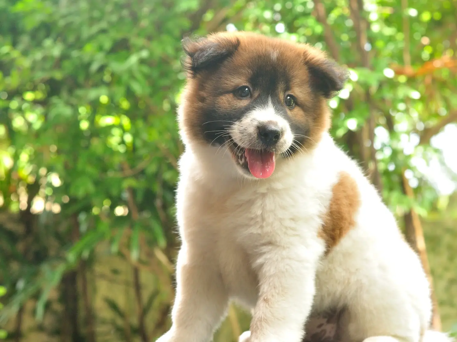 Einen Thai Bangkaew Dog Welpen zu kaufen, bedeutet Verantwortung zu übernehmen! Thai Bangkaew Dog Welpen kaufen.