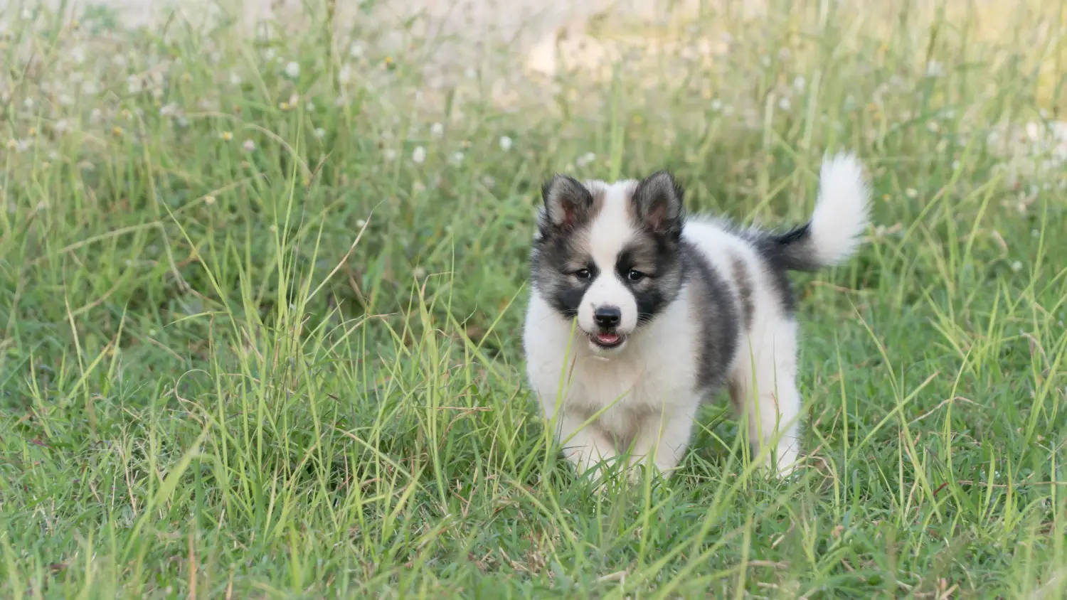 Einen Thai Bangkaew Dog Welpen zu kaufen, bedeutet Verantwortung zu übernehmen! Thai Bangkaew Dog Welpen kaufen.