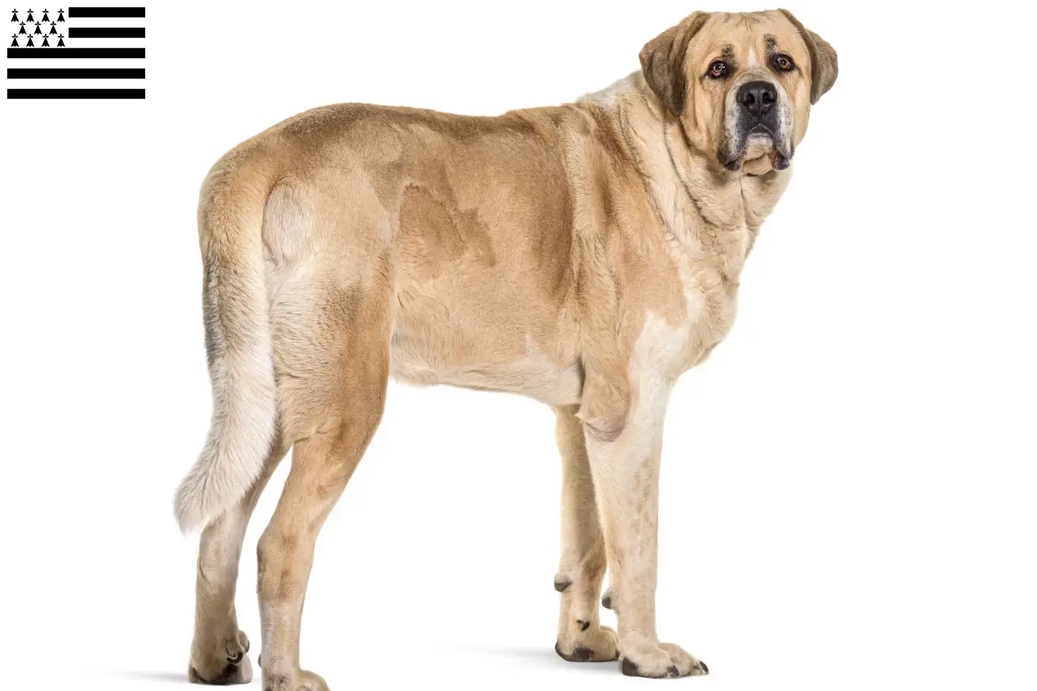 Transmontano Hirtenhund Welpen und Züchter Bretagne Hier findest Du Transmontano Hirtenhunde Züchter in der Bretagne .
