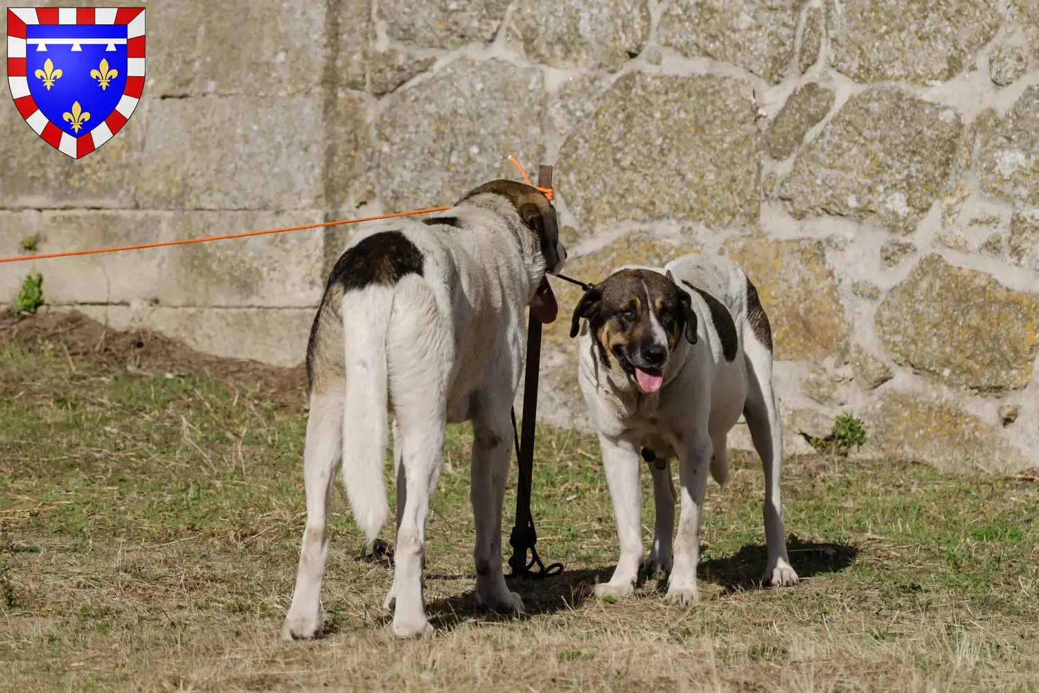 Transmontano Hirtenhund Welpen und Züchter Centre-Val de Loire Hier findest Du Transmontano Hirtenhunde Züchter in Centre-Val de Loire.