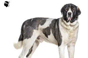 Mehr über den Artikel erfahren Transmontano Hirtenhund Züchter und Welpen auf Korsika