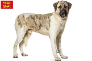Mehr über den Artikel erfahren Transmontano Hirtenhund Züchter und Welpen in der Normandie