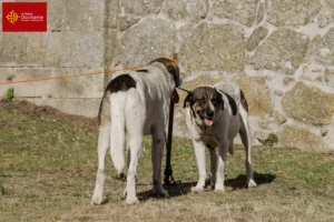 Mehr über den Artikel erfahren Transmontano Hirtenhund Züchter und Welpen in Okzitanien