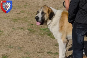 Mehr über den Artikel erfahren Transmontano Hirtenhund Züchter und Welpen in Pays de la Loire