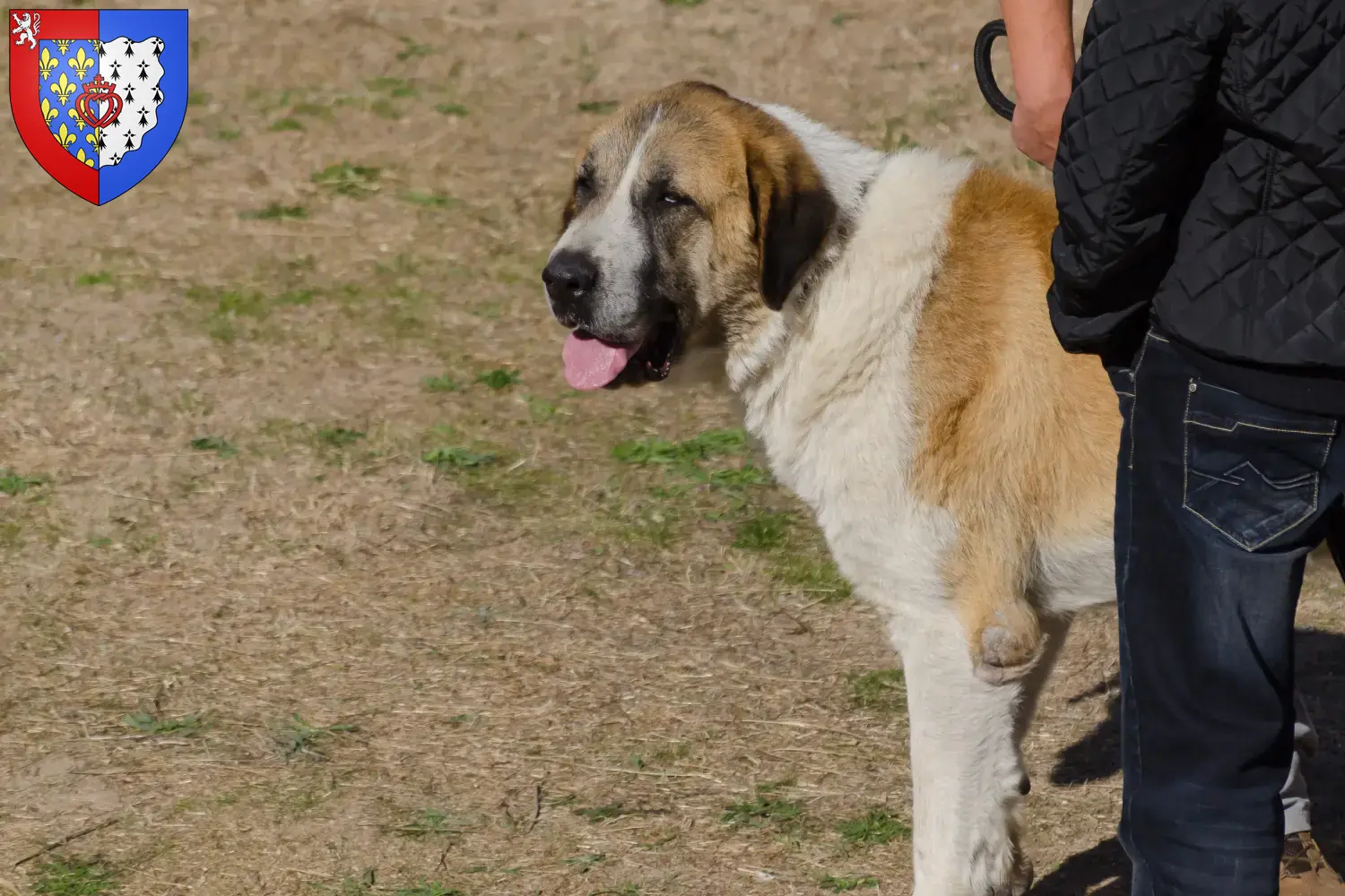 Transmontano Hirtenhund Welpen und Züchter Pays de la Loire Hier findest Du Transmontano Hirtenhunde Züchter in Pays de la Loire.