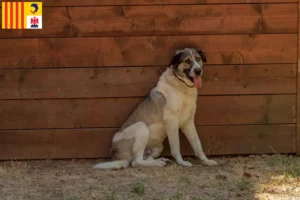 Mehr über den Artikel erfahren Transmontano Hirtenhund Züchter und Welpen in der Provence-Alpes-Côte d’Azur