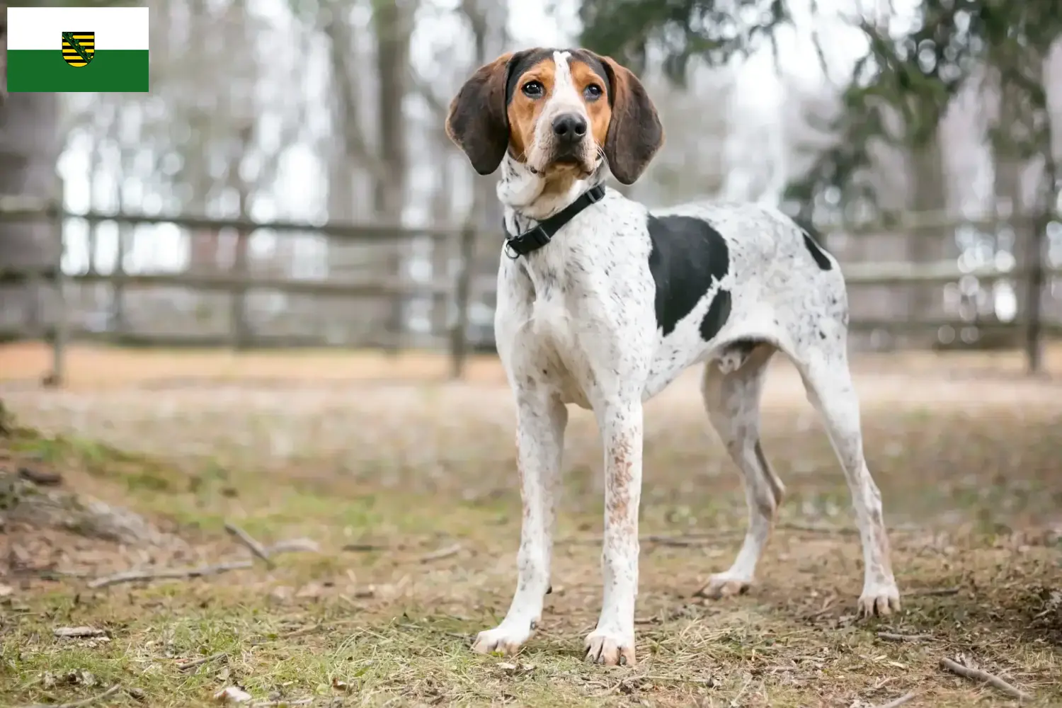 Treeing Walker Coonhound Welpen und Züchter Sachsen Hier findest Du Treeing Walker Coonhounds Züchter in Sachsen.
