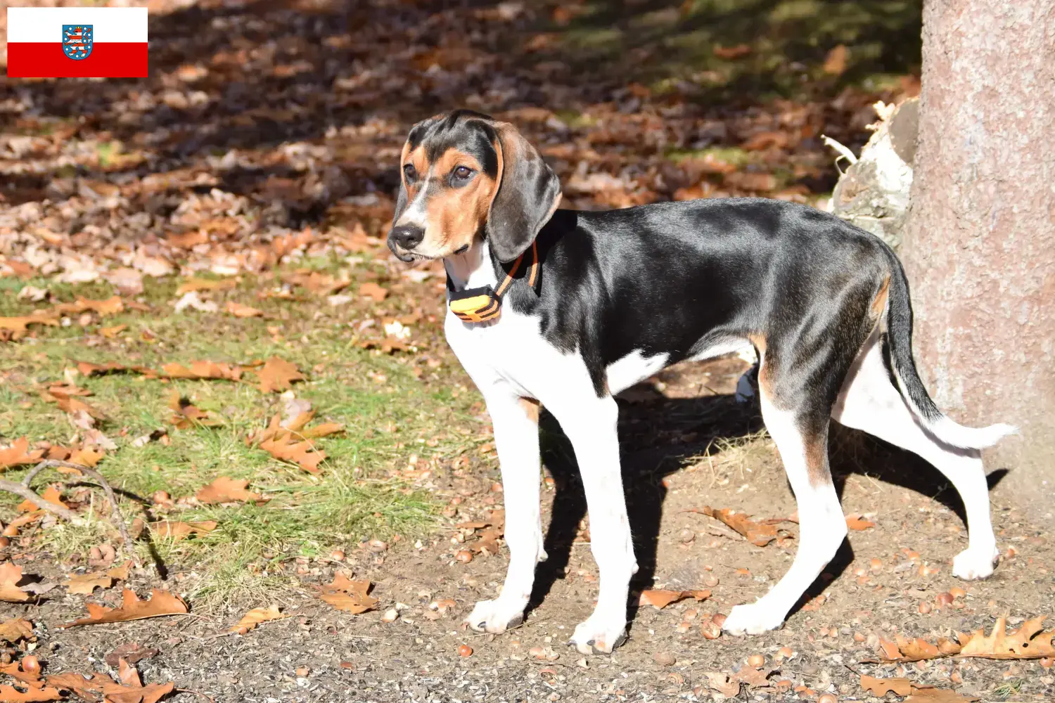 Treeing Walker Coonhound Welpen und Züchter Thüringen Hier findest Du Treeing Walker Coonhounds Züchter in Thüringen.