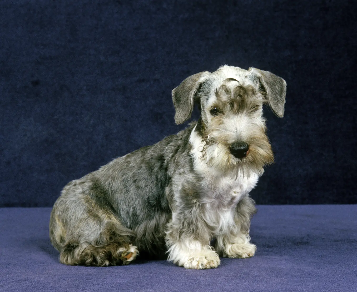 Einen Tschechischen Terrier Welpen zu kaufen, bedeutet Verantwortung zu übernehmen! Tschechischer Terrier Welpen kaufen.