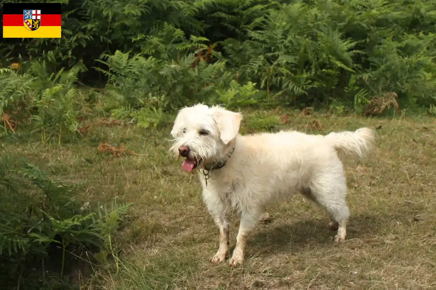 Westiepoo Welpen und Züchter Saarland Hier findest Du Westiepoos Züchter im Saarland.