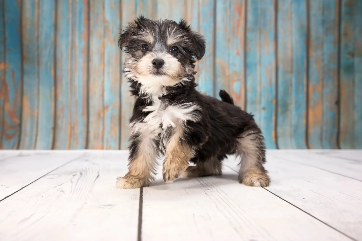 Einen Yorkipoo Welpen zu kaufen, bedeutet Verantwortung zu übernehmen! Yorkipoo Welpen kaufen.