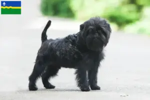 Mehr über den Artikel erfahren Affenpinscher Züchter und Welpen in Flevoland