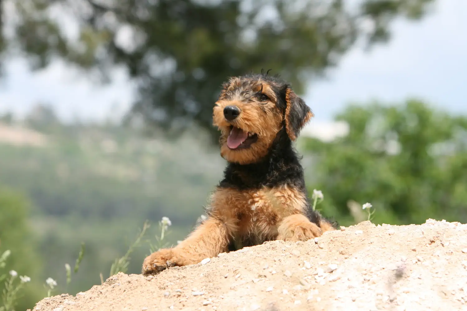 Einen Airedale Terrier Welpen zu kaufen, bedeutet Verantwortung zu übernehmen! Airedale Terrier Welpen kaufen.