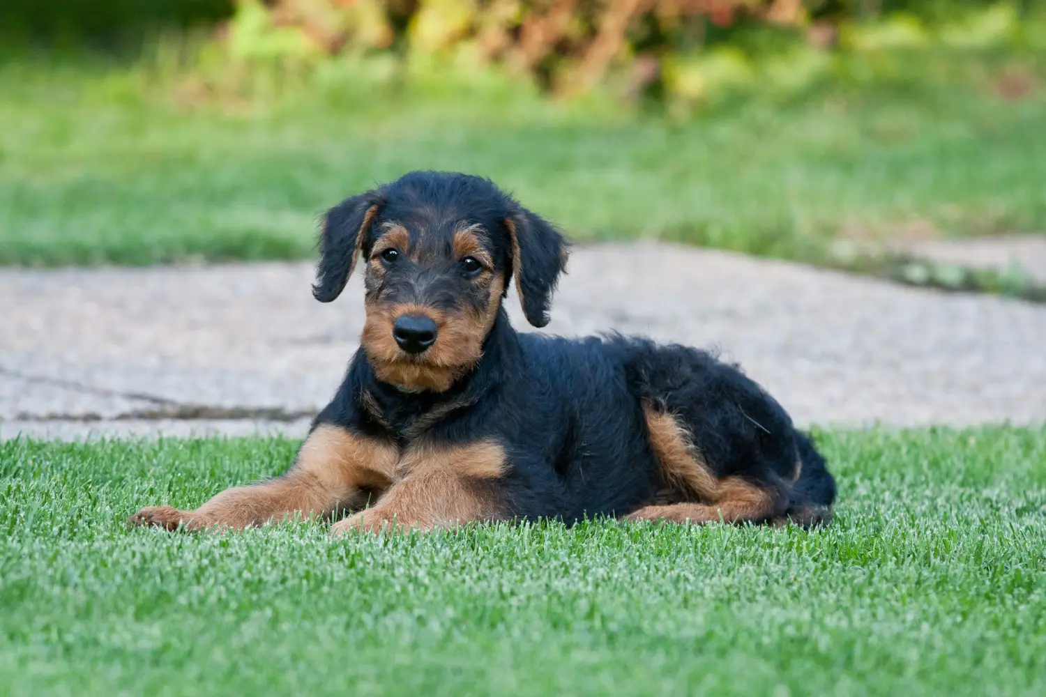 Einen Airedale Terrier Welpen zu kaufen, bedeutet Verantwortung zu übernehmen! Airedale Terrier Welpen kaufen.