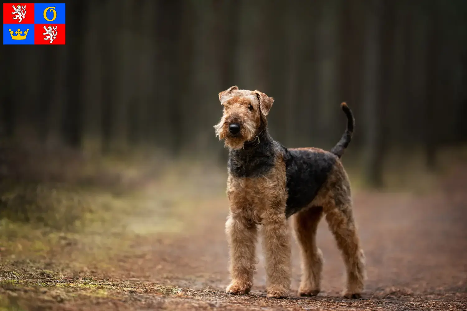 Airedale Terrier Welpen und Züchter Hradec Králové Hier findest Du Airedale Terrier Züchter in Hradec Králové.