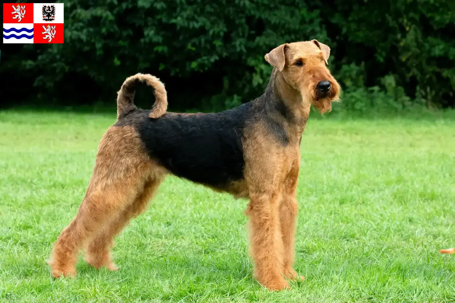 Airedale Terrier Welpen und Züchter Mittelböhmen Hier findest Du Airedale Terrier Züchter in Mittelböhmen.