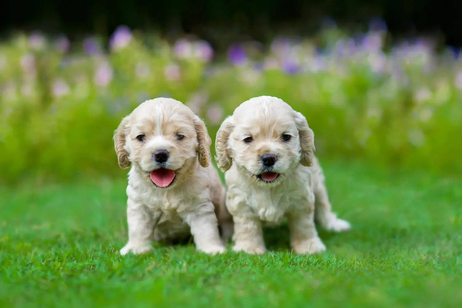 Einen American Water Spaniel Welpen zu kaufen, bedeutet Verantwortung zu übernehmen! American Cocker Spaniel Welpen kaufen.