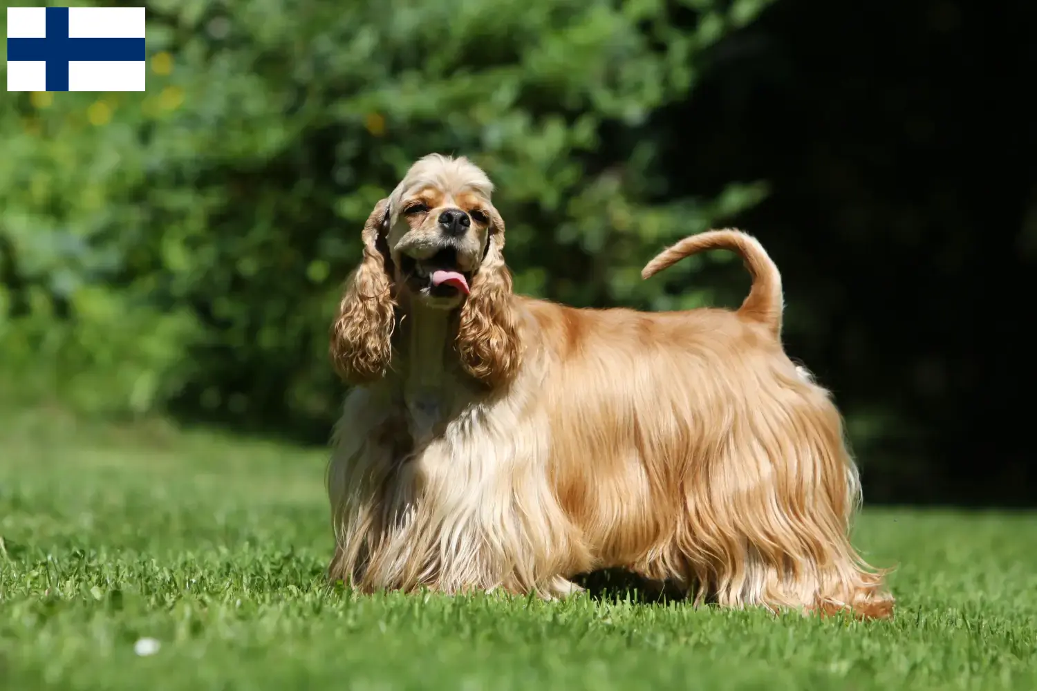 American Cocker Spaniel Welpen und Züchter Finnland Hier findest Du American Cocker Spaniels Züchter in Finnland.