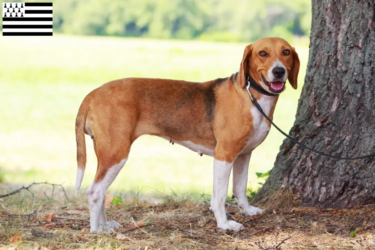American Foxhound Welpen und Züchter Bretagne Hier findest Du American Foxhounds Züchter in der Bretagne .