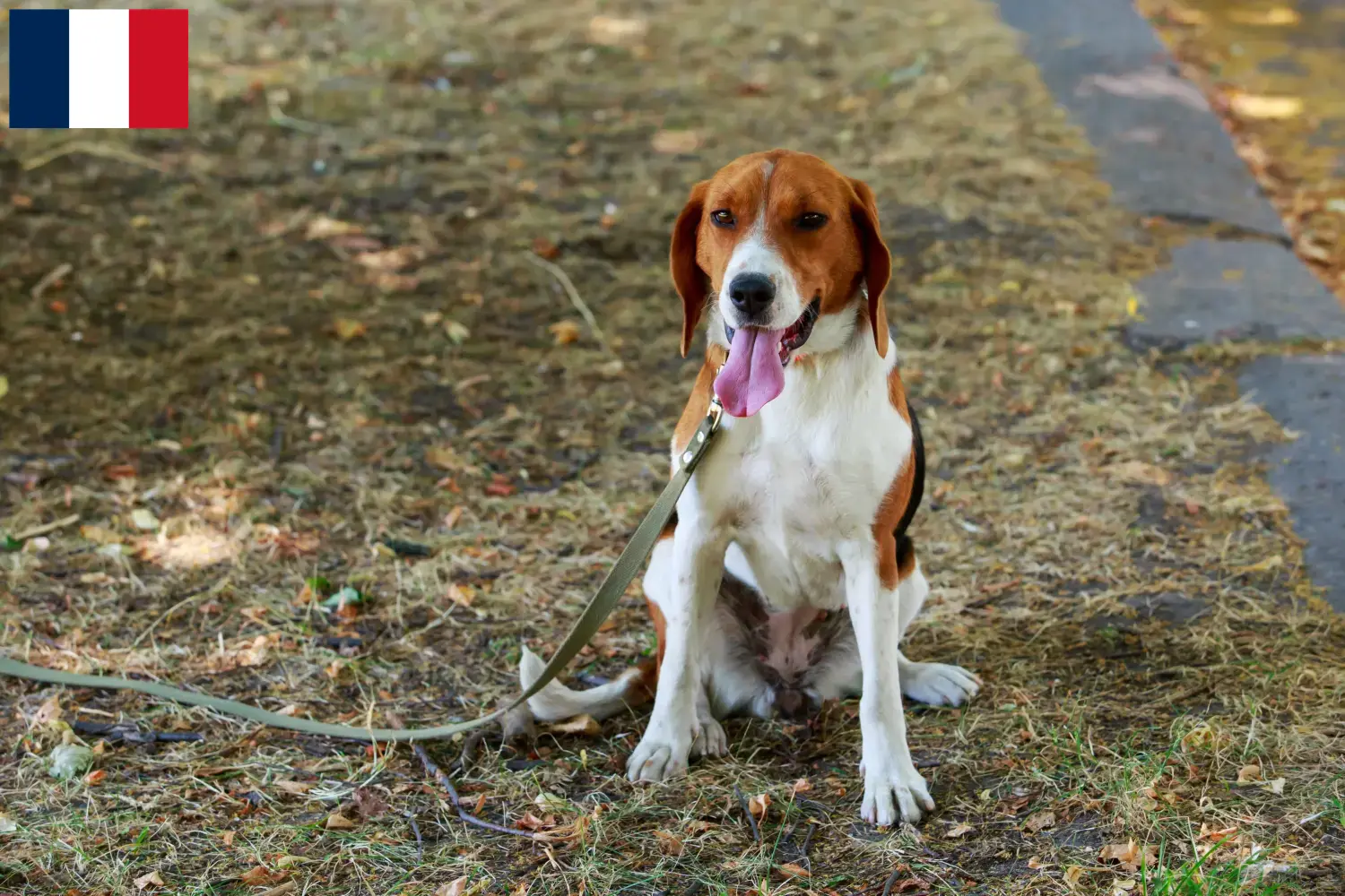 American Foxhound Welpen und Züchter Frankreich Hier findest Du American Foxhounds Züchter in Frankreich.