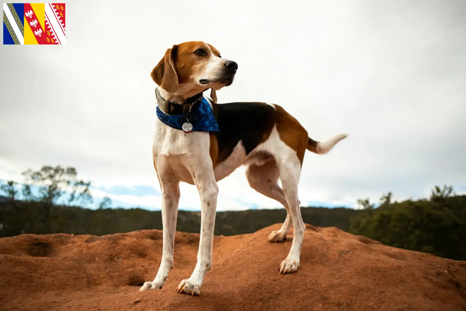 American Foxhound Welpen und Züchter Grand Est Hier findest Du American Foxhounds Züchter in Grand Est.