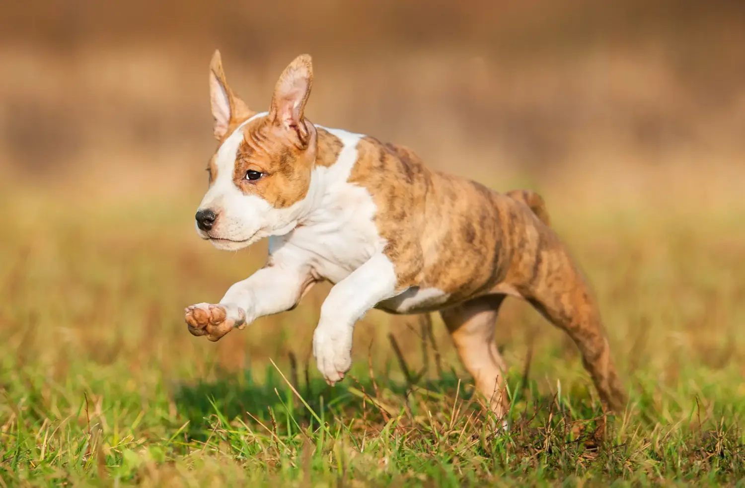Einen American Staffordshire Terrier Welpen zu kaufen, bedeutet Verantwortung zu übernehmen! American Staffordshire Terrier Welpen kaufen.