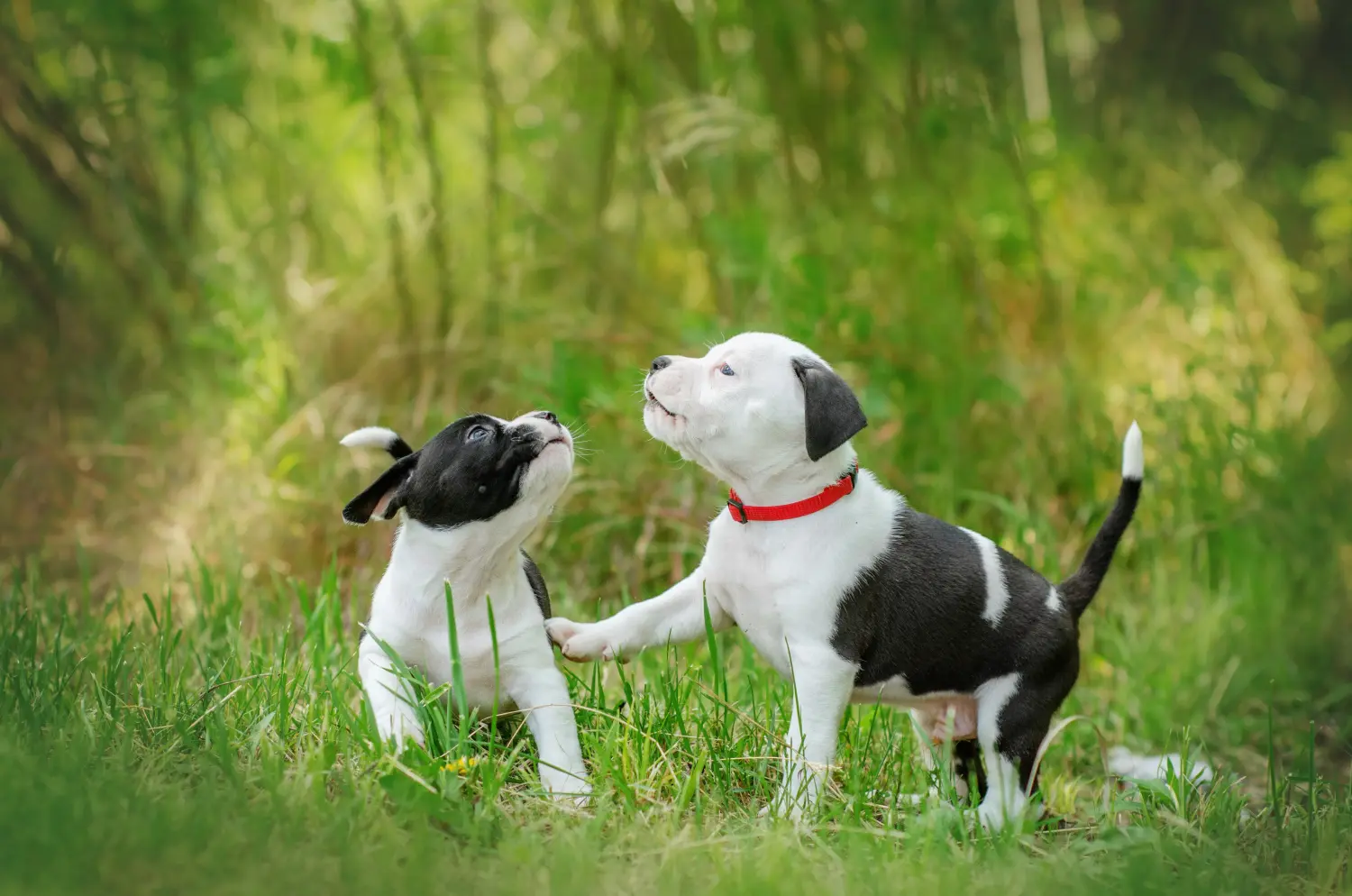 Einen American Staffordshire Terrier Welpen zu kaufen, bedeutet Verantwortung zu übernehmen! American Staffordshire Terrier Welpen kaufen.