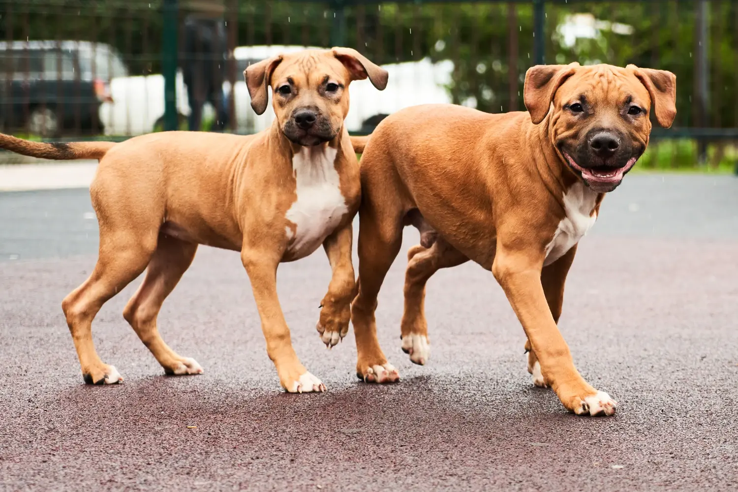 Einen American Staffordshire Terrier Welpen zu kaufen, bedeutet Verantwortung zu übernehmen! American Staffordshire Terrier Welpen kaufen.
