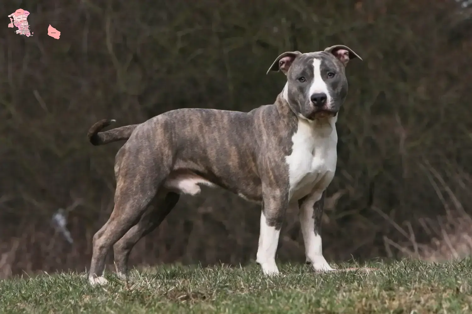 American Staffordshire Terrier Welpen und Züchter Hovedstaden Hier findest Du American Staffordshire Terrier Züchter in Hovedstaden.