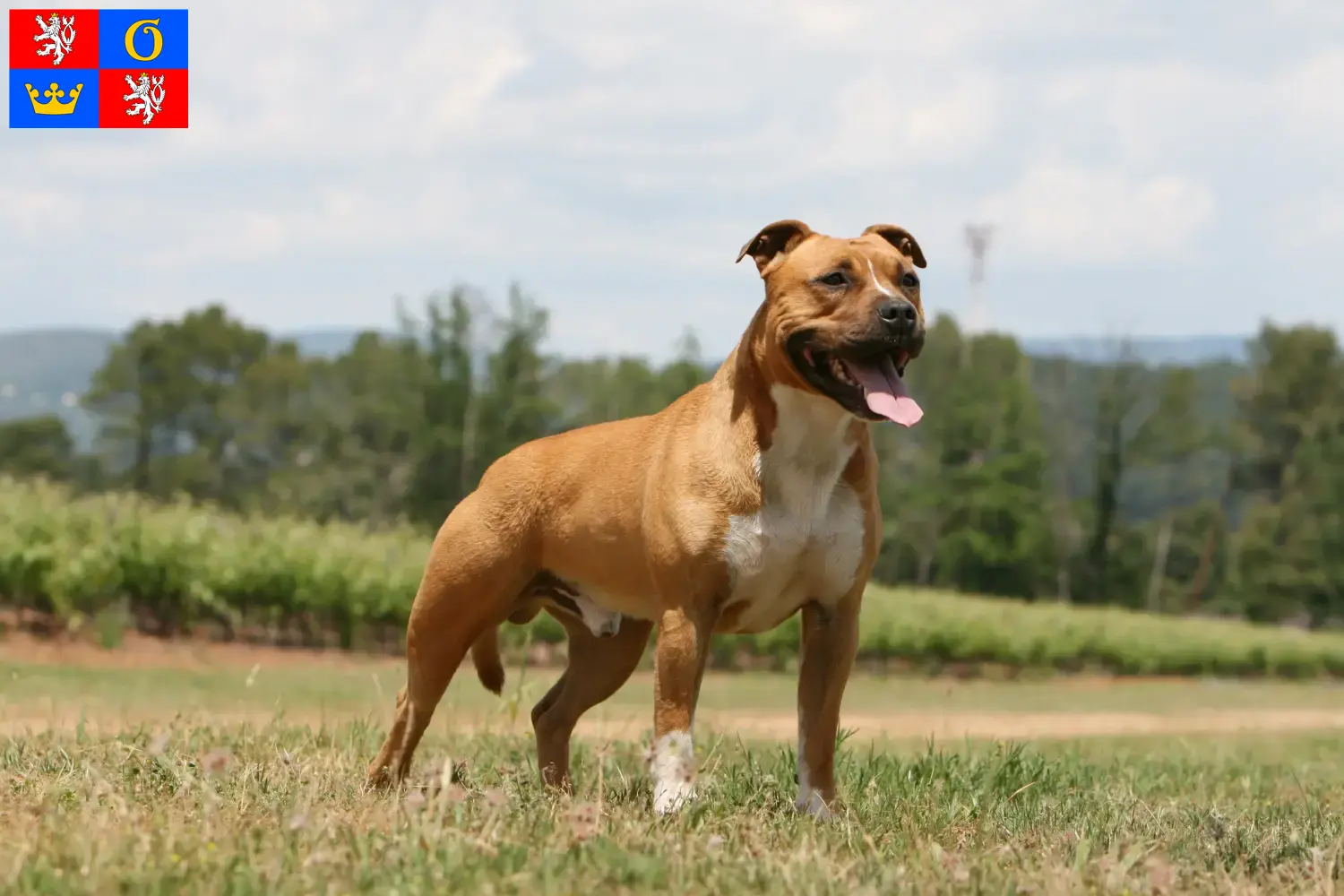 American Staffordshire Terrier Welpen und Züchter Hradec Králové Hier findest Du American Staffordshire Terrier Züchter in Hradec Králové.