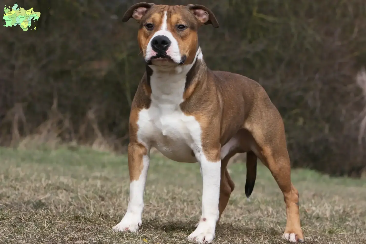 American Staffordshire Terrier Welpen und Züchter Midtjylland Hier findest Du American Staffordshire Terrier Züchter in Midtjylland.