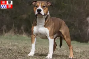 Mehr über den Artikel erfahren American Staffordshire Terrier Züchter und Welpen in Mittelböhmen