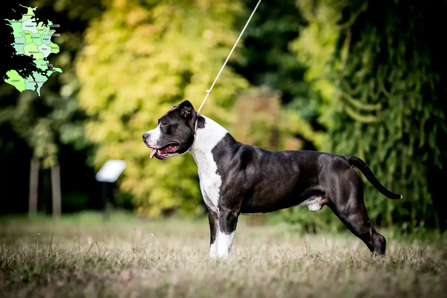 American Staffordshire Terrier Welpen und Züchter Sjælland Hier findest Du American Staffordshire Terrier Züchter in Sjælland.