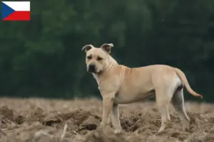 Mehr über den Artikel erfahren American Staffordshire Terrier Züchter und Welpen in Tschechien