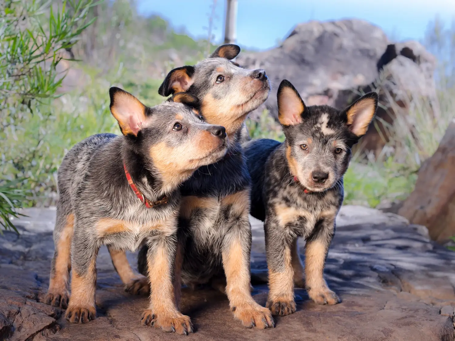 Einen Australian Cattle Dog Welpen zu kaufen, bedeutet Verantwortung zu übernehmen! Australian Cattle Dog Welpen kaufen.