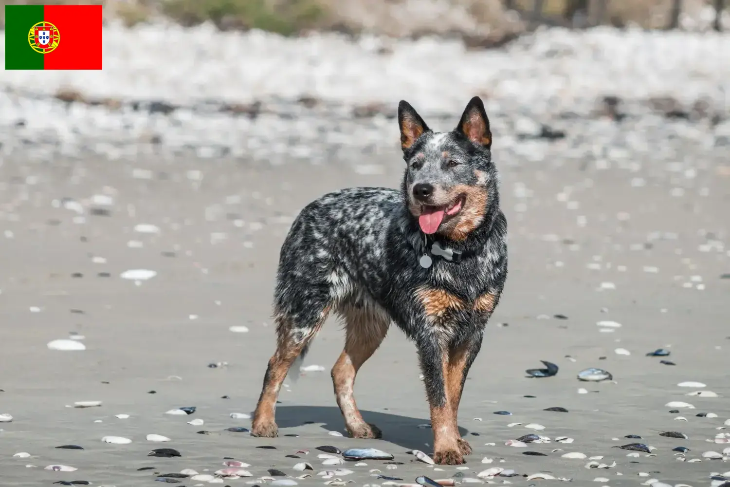 Australian Cattle Dog Welpen und Züchter Portugal Hier findest Du Australian Cattle Dogs Züchter in Portugal.