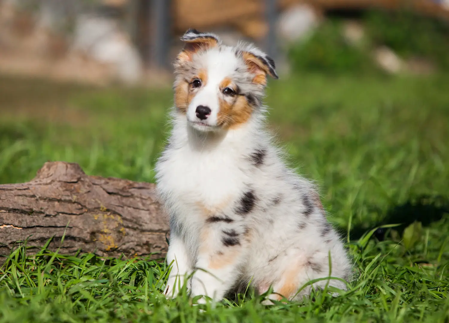 Einen Australian Shepherd Welpen zu kaufen, bedeutet Verantwortung zu übernehmen! Australian Shepherd Welpen kaufen.