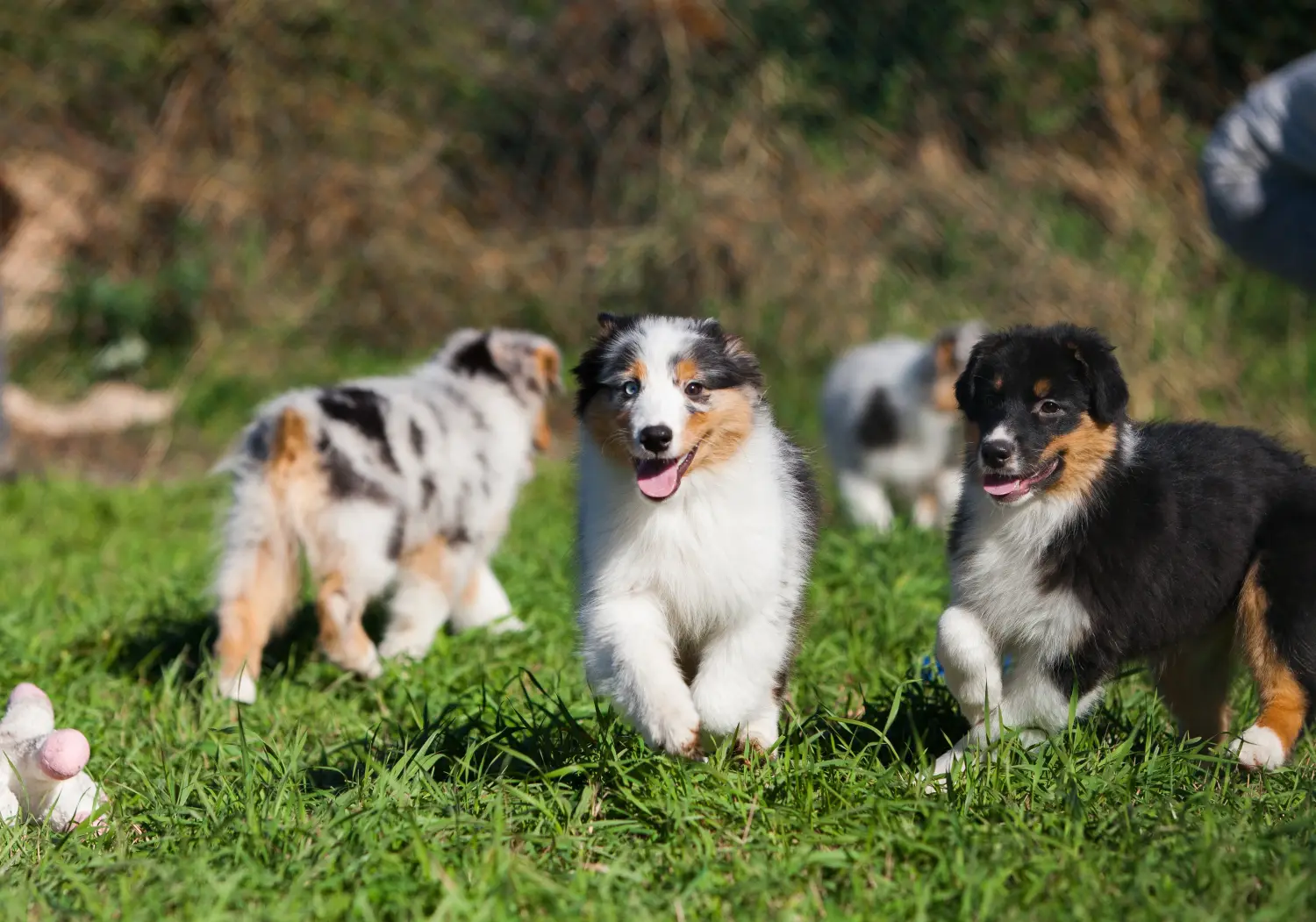 Einen Australian Shepherd Welpen zu kaufen, bedeutet Verantwortung zu übernehmen! Australian Shepherd Welpen kaufen.