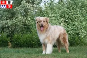 Mehr über den Artikel erfahren Australian Shepherd Züchter und Welpen in Mittelböhmen