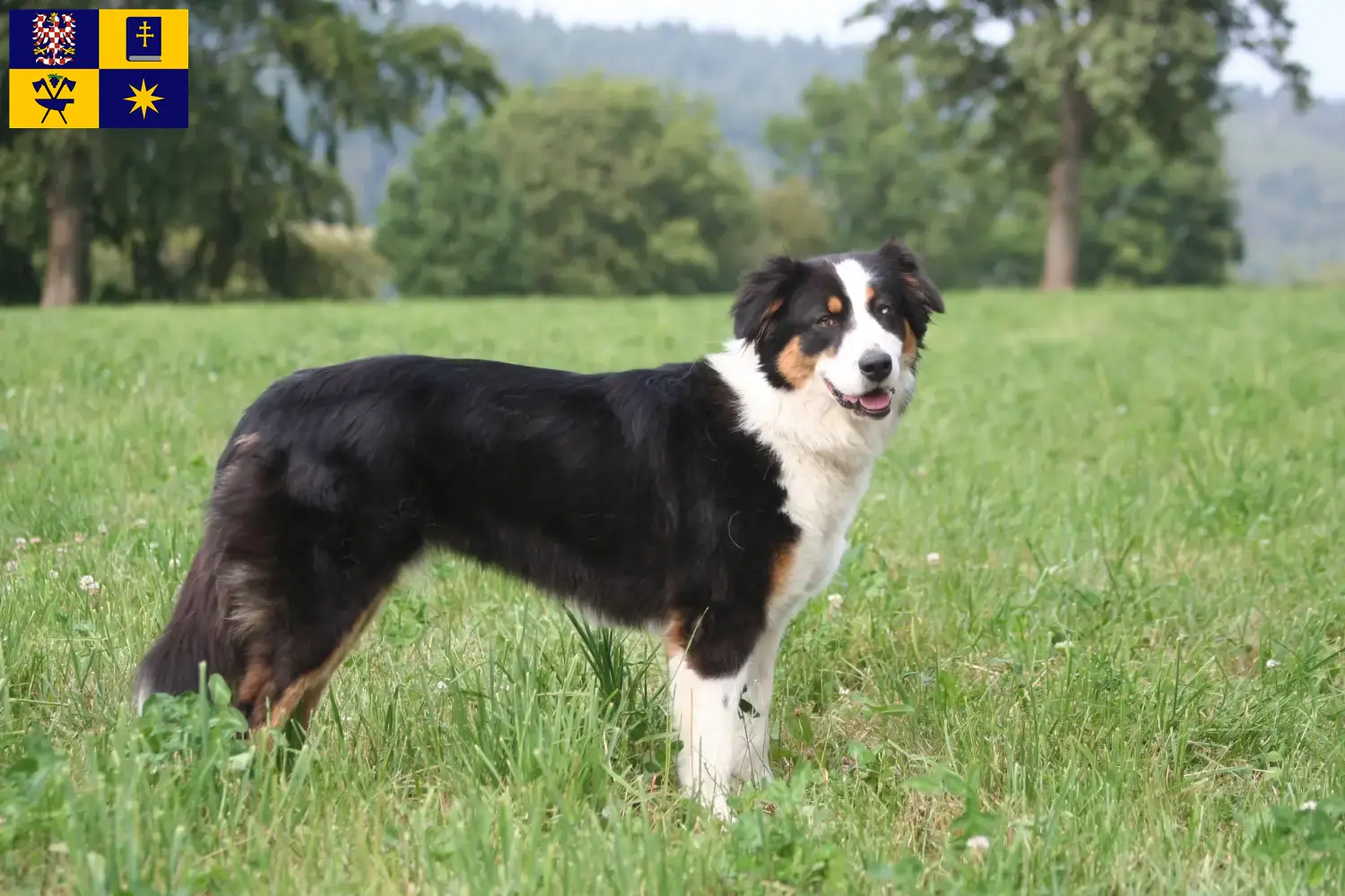 Australian Shepherd Welpen und Züchter Zlín Hier findest Du Australian Shepherds Züchter in Zlín.